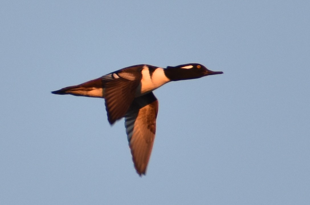 Zerra buruhandia - ML645660122