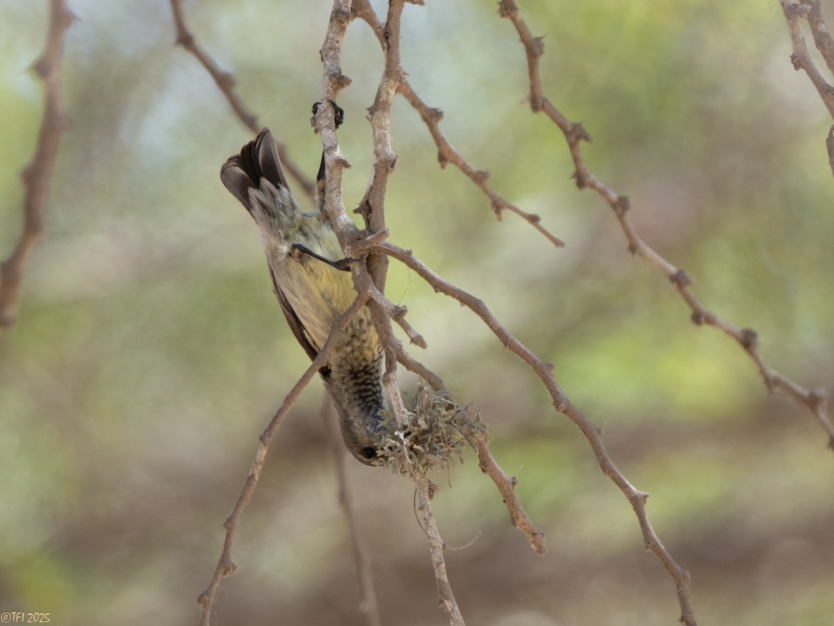 Souimanga Sunbird - ML645660123