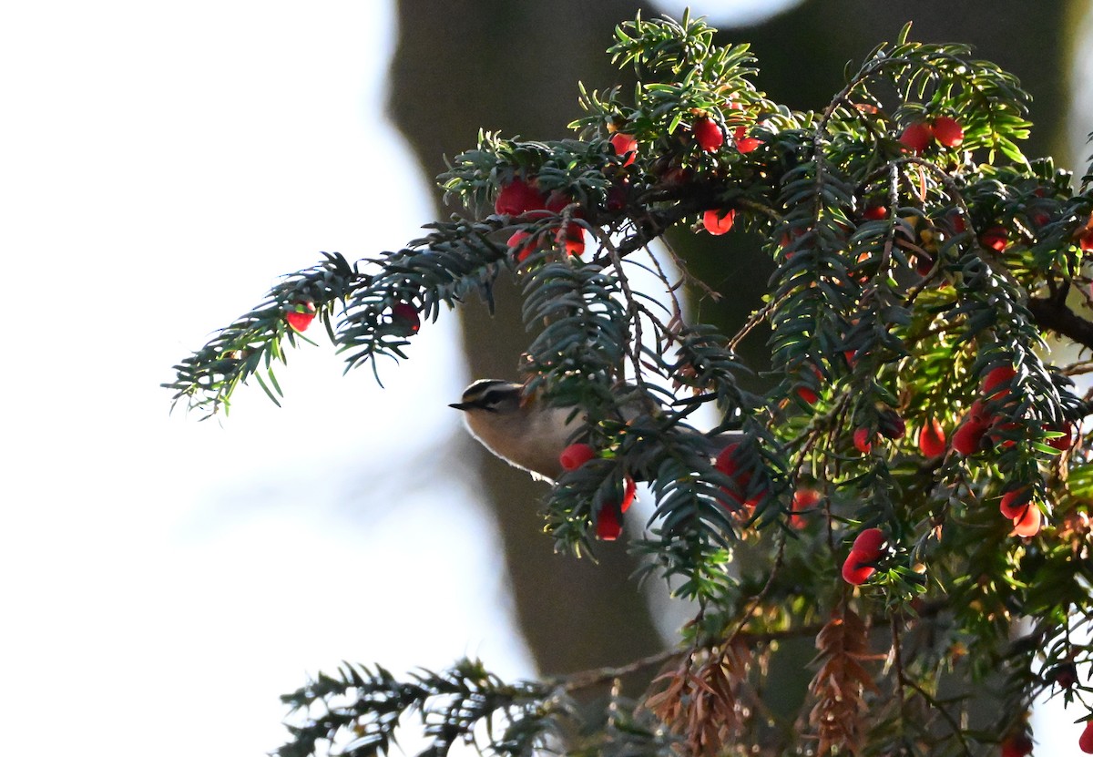 Erregetxo bekainzuria - ML645660126