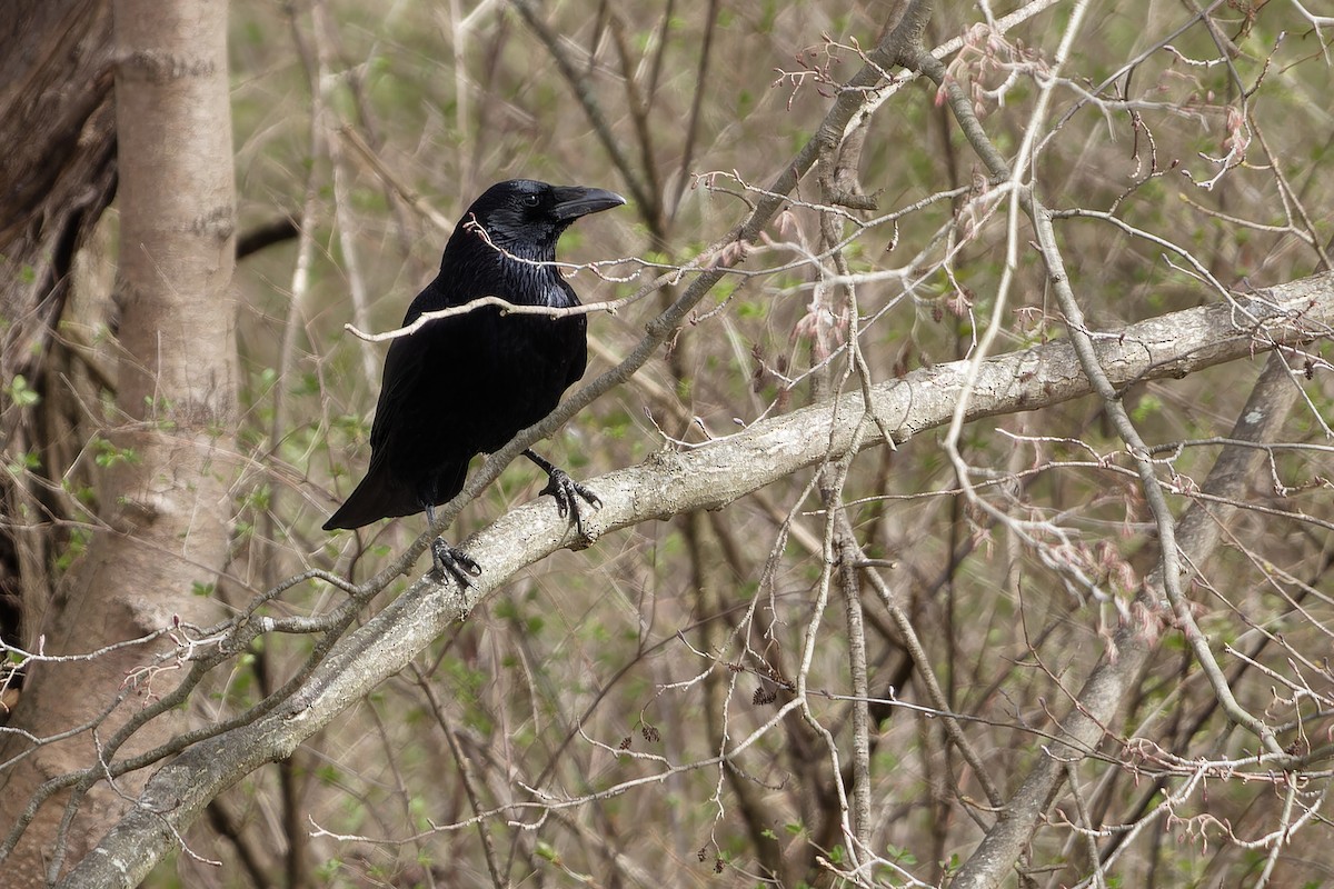 Belabeltza - ML645660127