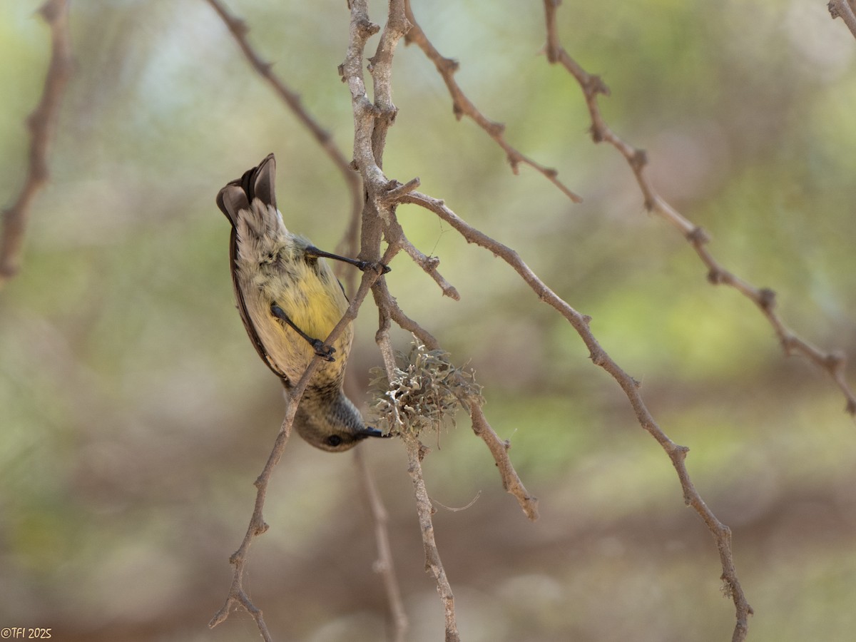 Souimanga Sunbird - ML645660128