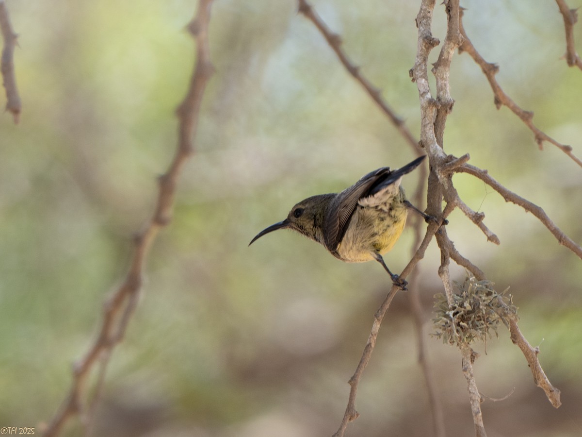 Souimanga Sunbird - ML645660129