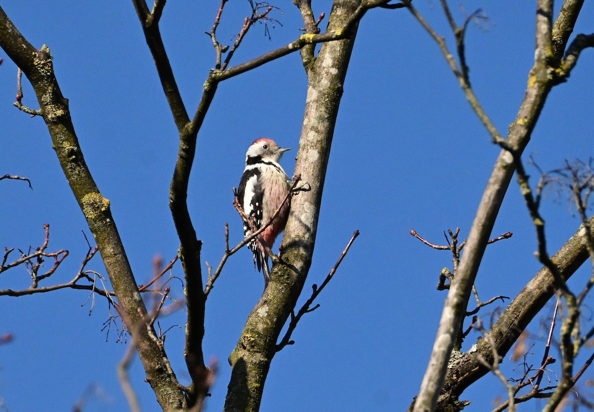 Okil ertaina - ML645660131