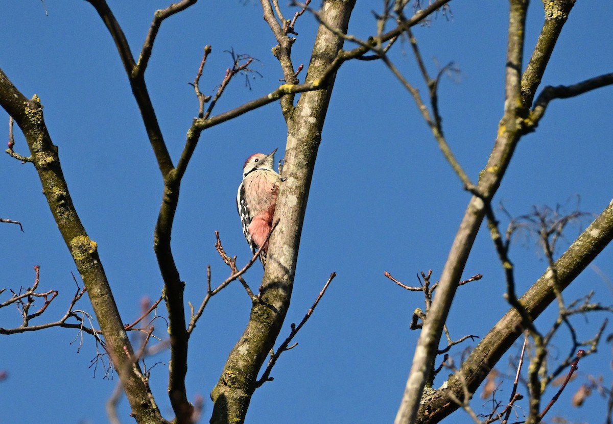 Okil ertaina - ML645660132