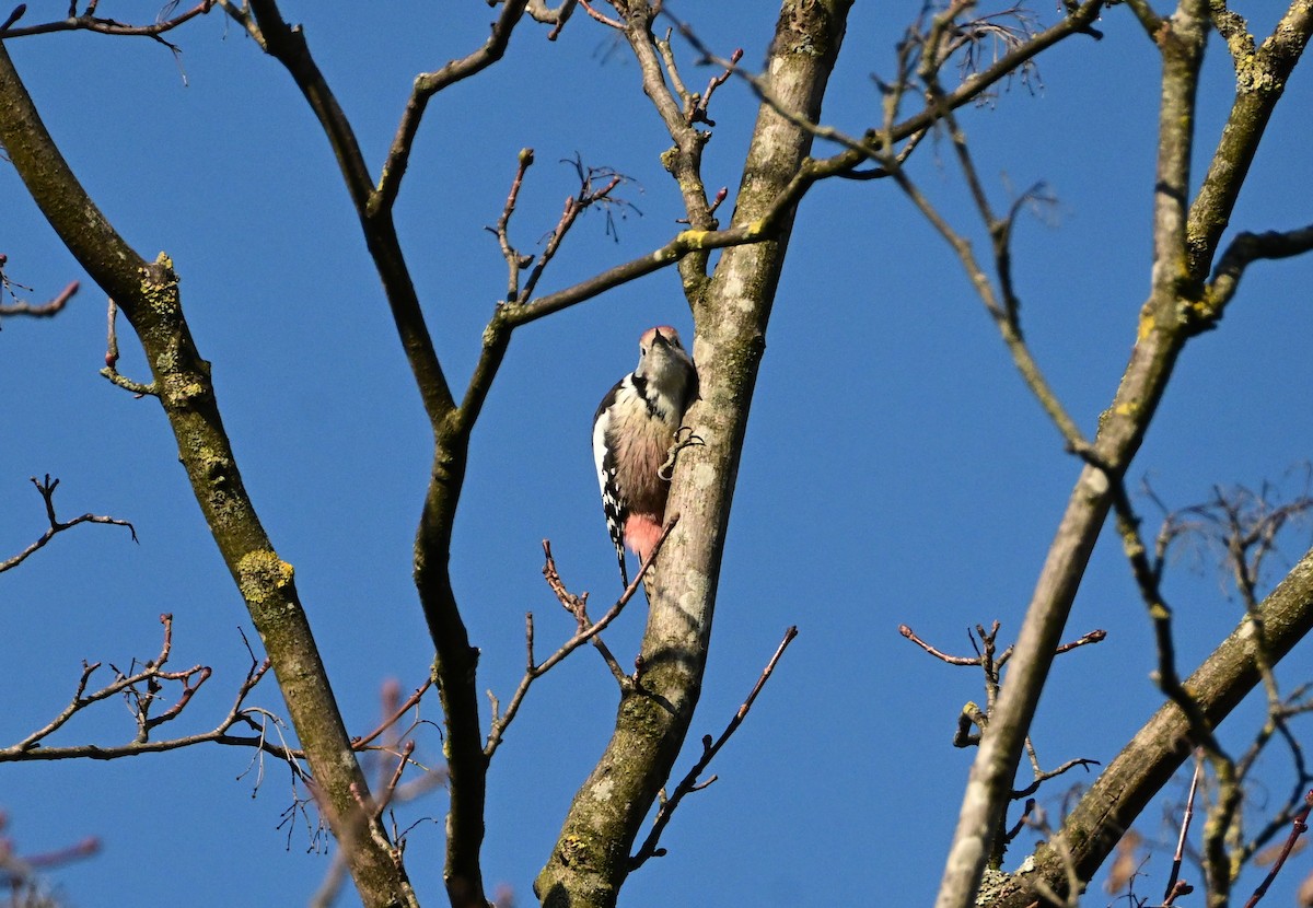 Okil ertaina - ML645660133