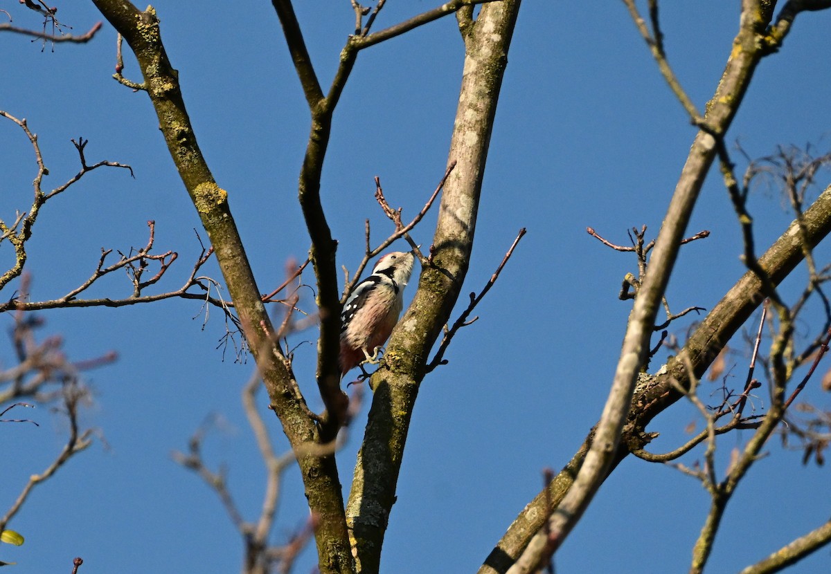 Okil ertaina - ML645660134