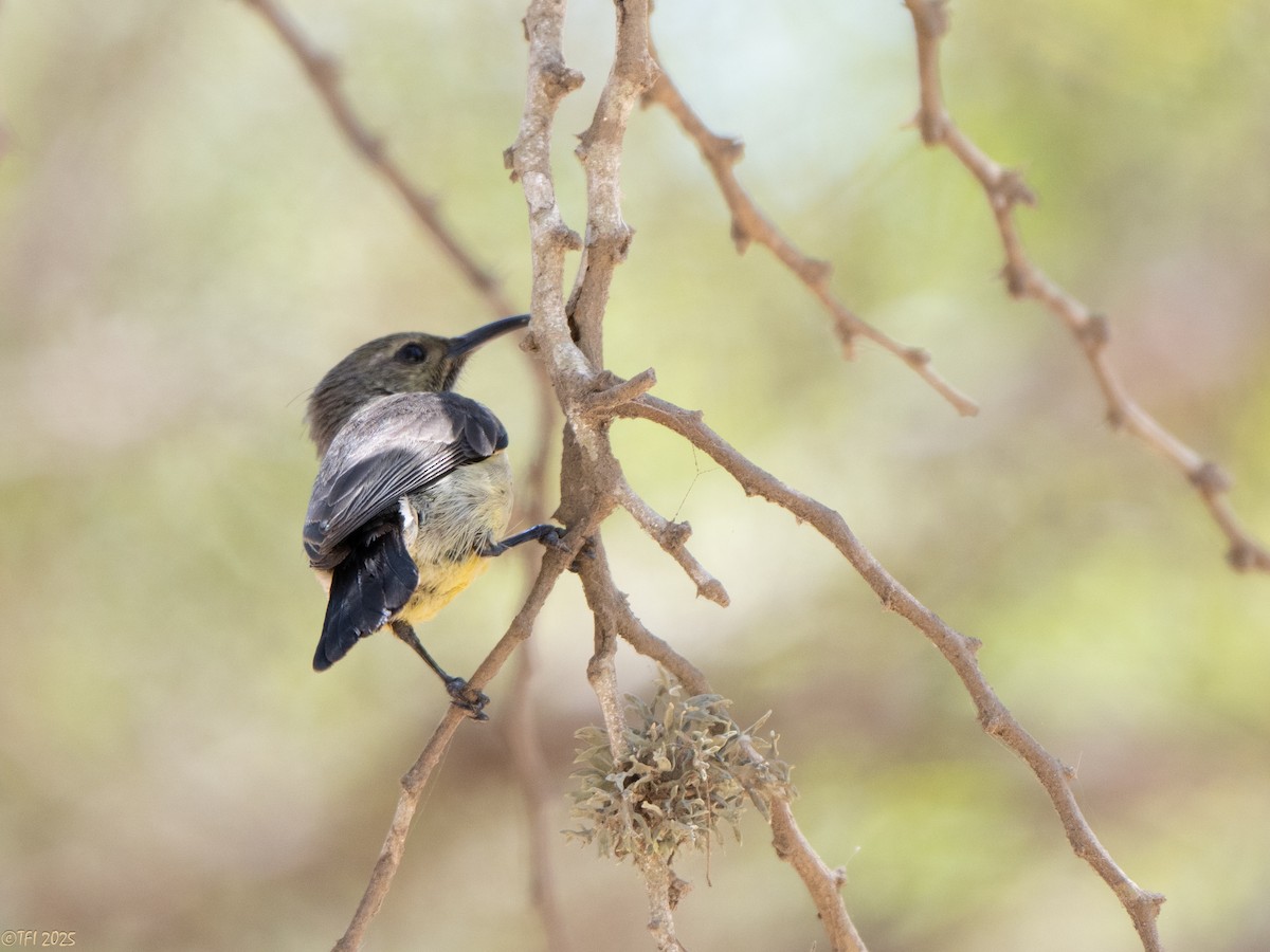 Souimanga Sunbird - ML645660135