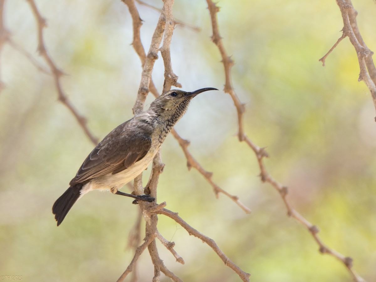 Souimanga Sunbird - ML645660136