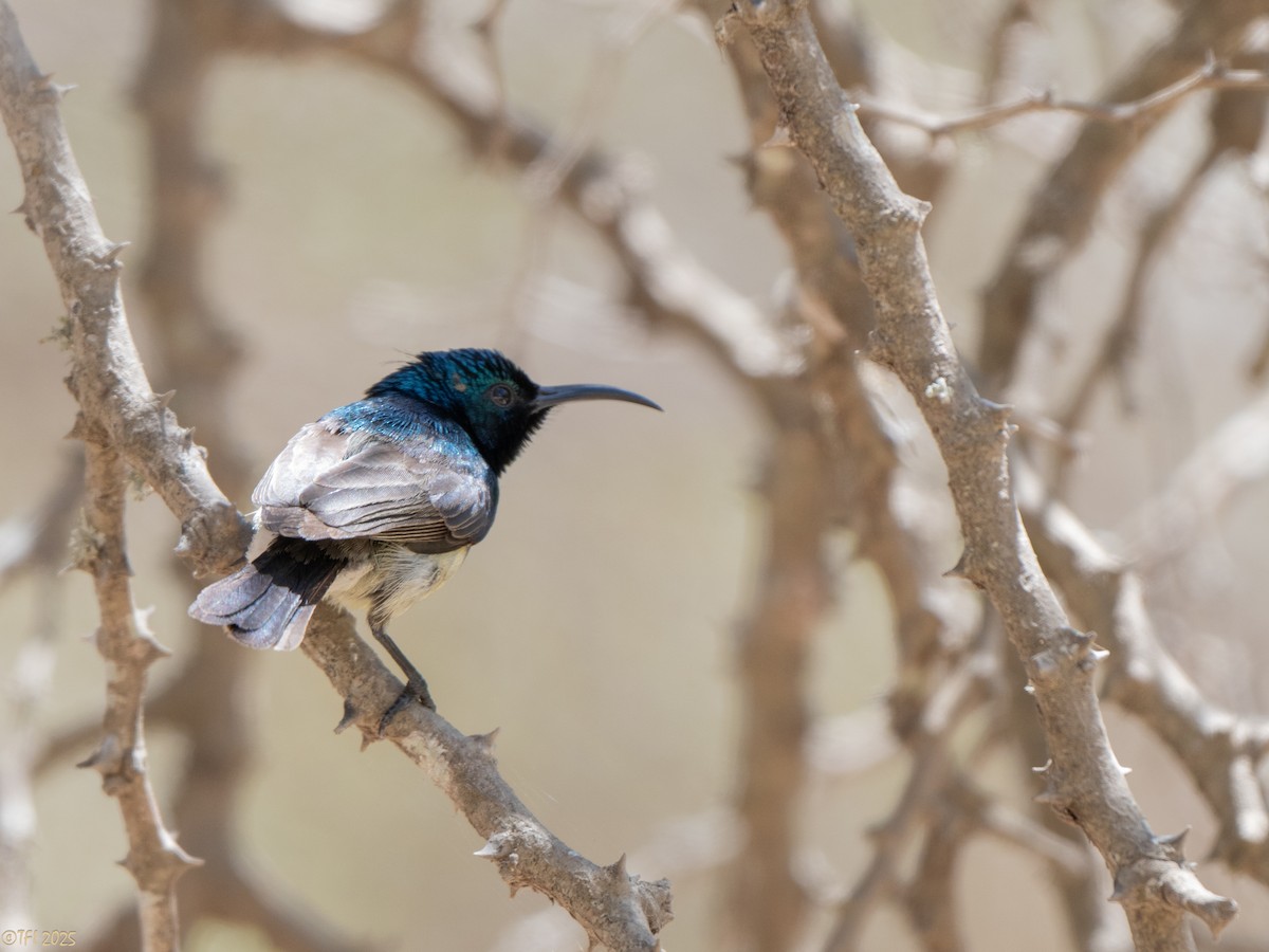 Souimanga Sunbird - ML645660137