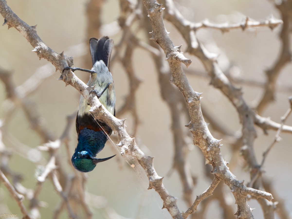 Souimanga Sunbird - ML645660139