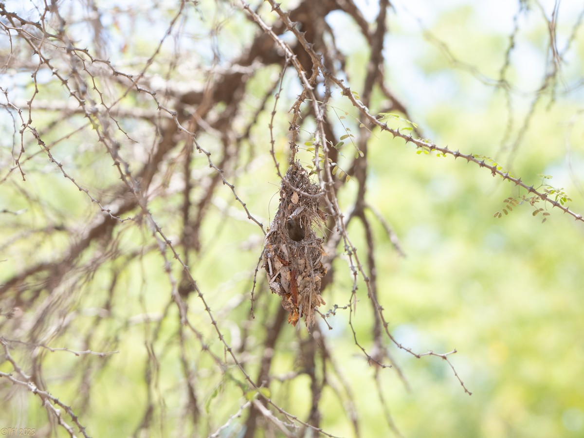 Souimanga Sunbird - ML645660140