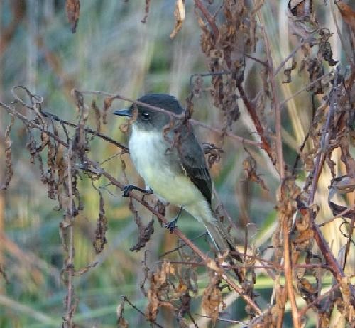 Eastern Phoebe - ML645660141