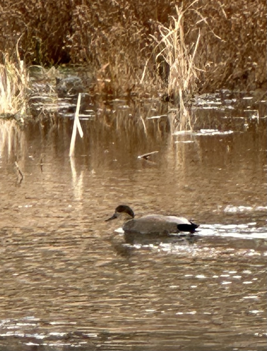 赤膀鴨 - ML645660143