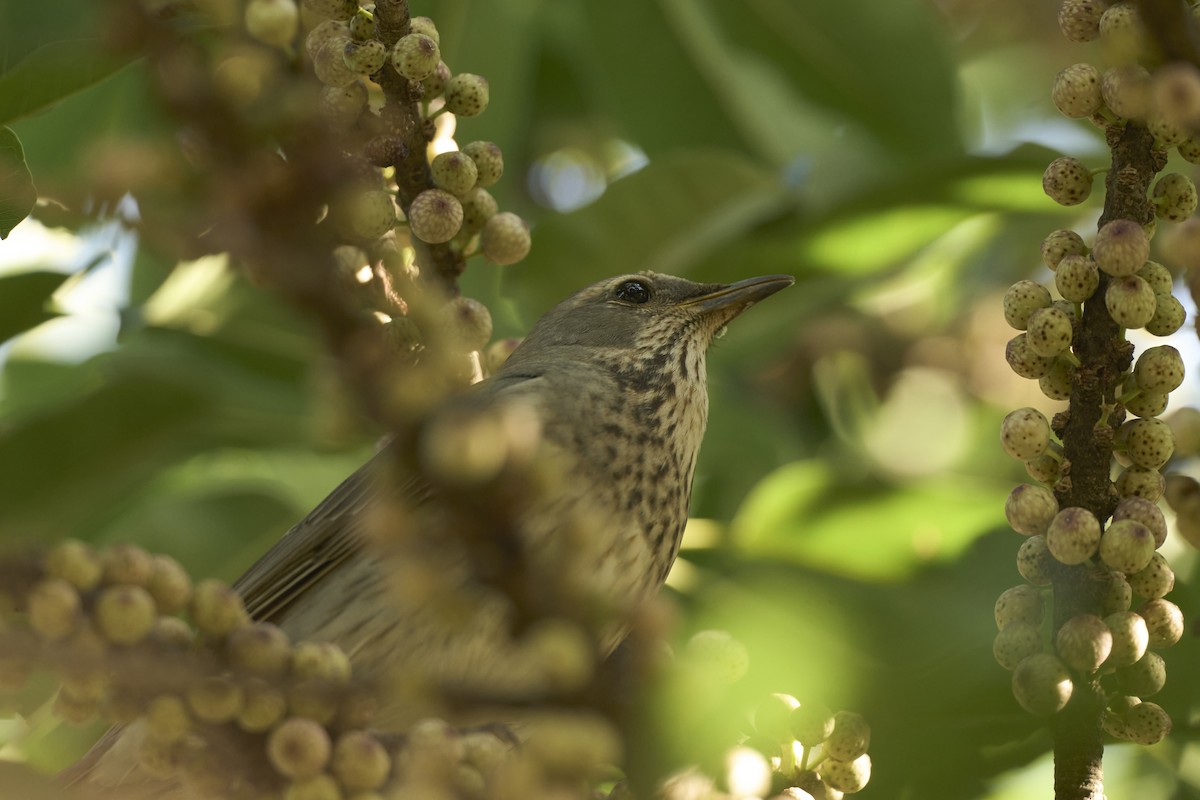 Red-throated Thrush - ML645660144