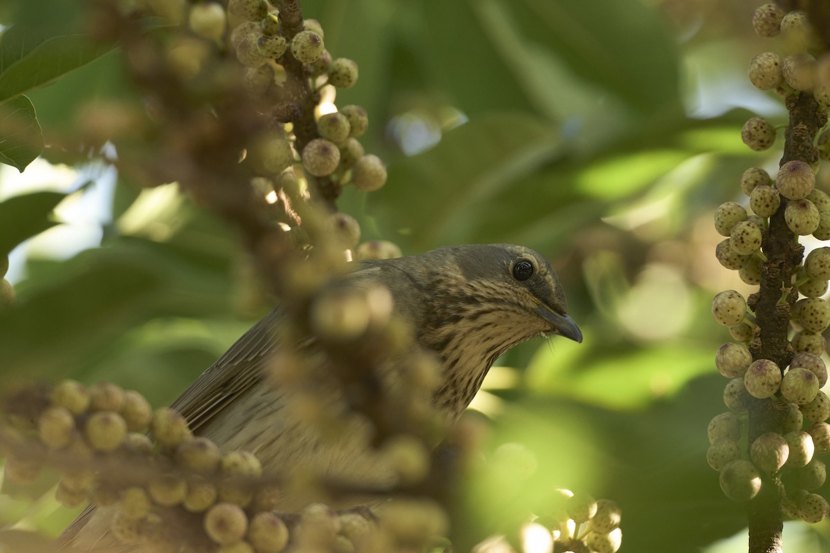 Red-throated Thrush - ML645660145