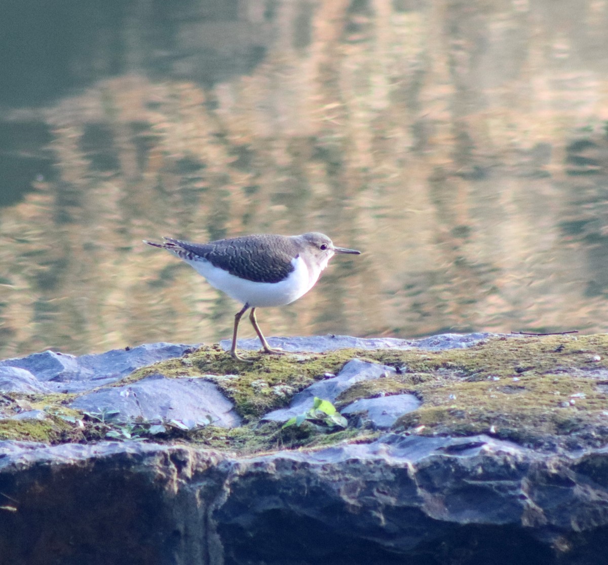 Common Sandpiper - ML645660147