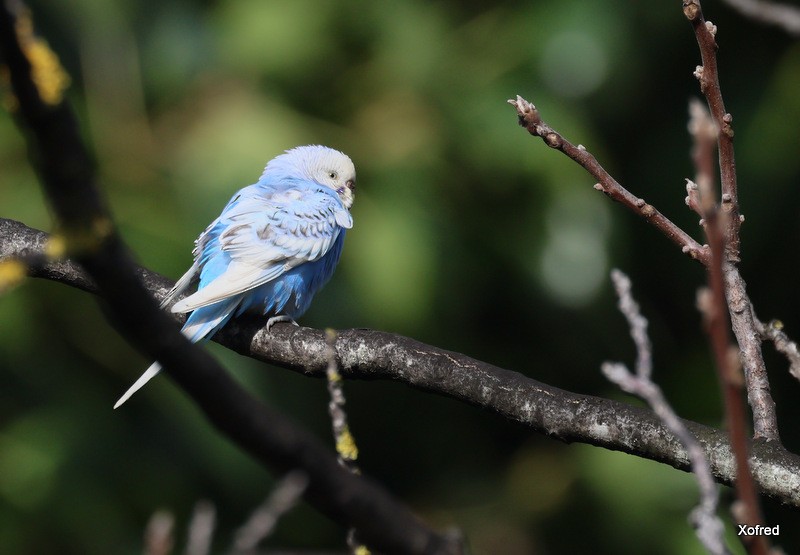 Budgerigar (Domestic type) - ML645660148