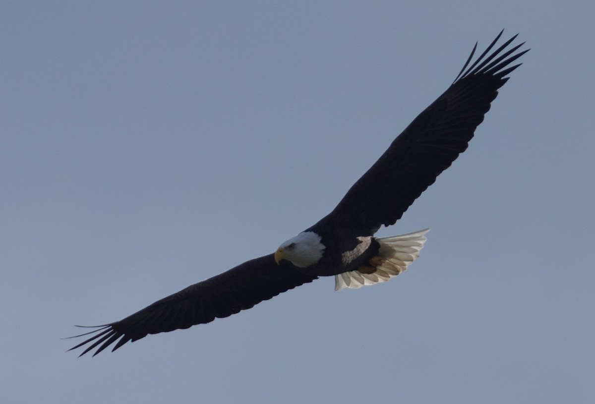 Bald Eagle - ML645660149