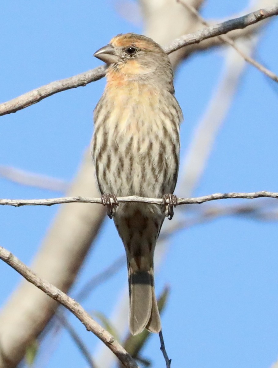House Finch - ML645660164