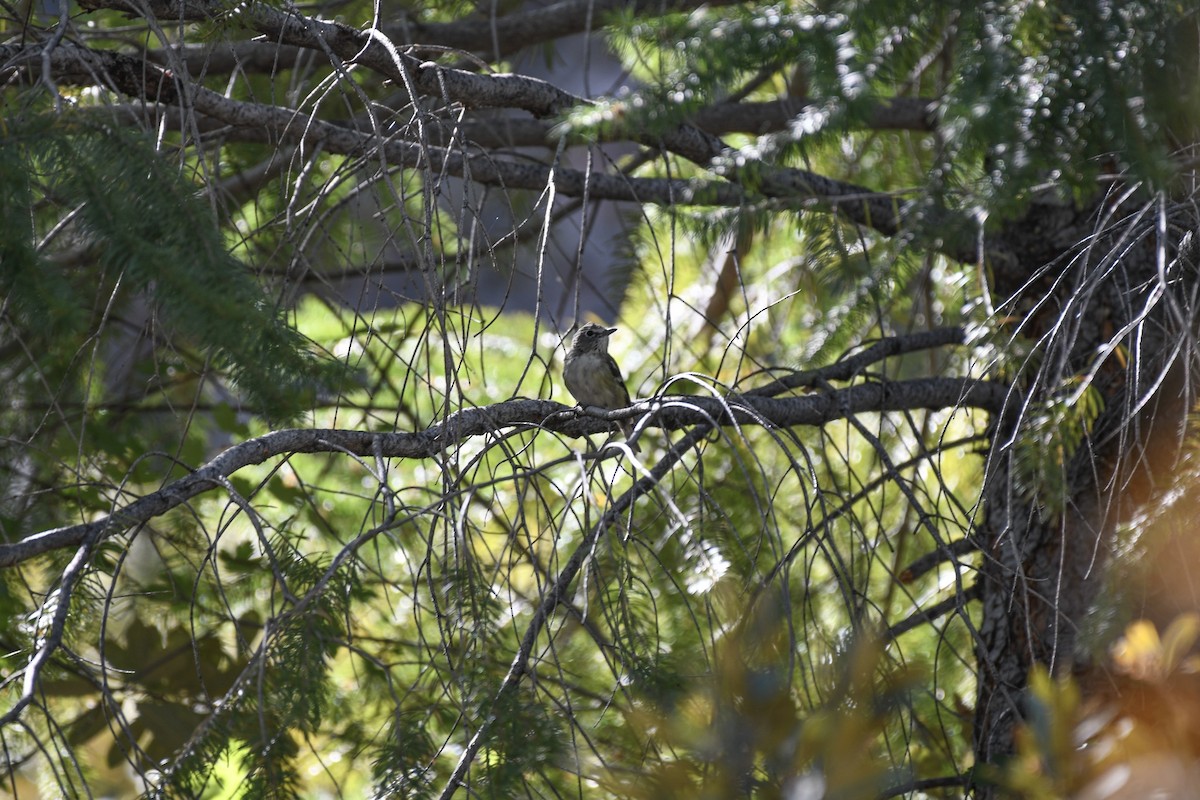 Cassin's Vireo - ML645660167