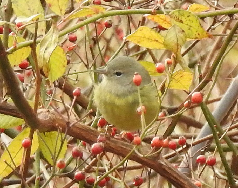 Turuncu Taçlı Ötleğen - ML645660172