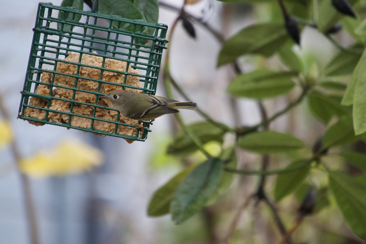 Ruby-crowned Kinglet - ML645660173