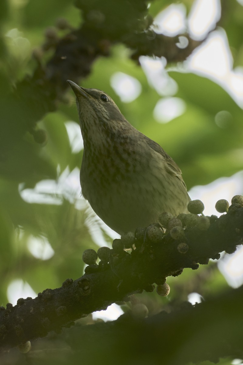Red-throated Thrush - ML645660174