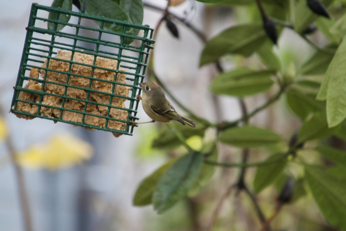 Ruby-crowned Kinglet - ML645660177