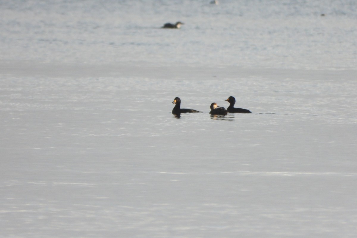 turpan žlutozobý - ML645660183