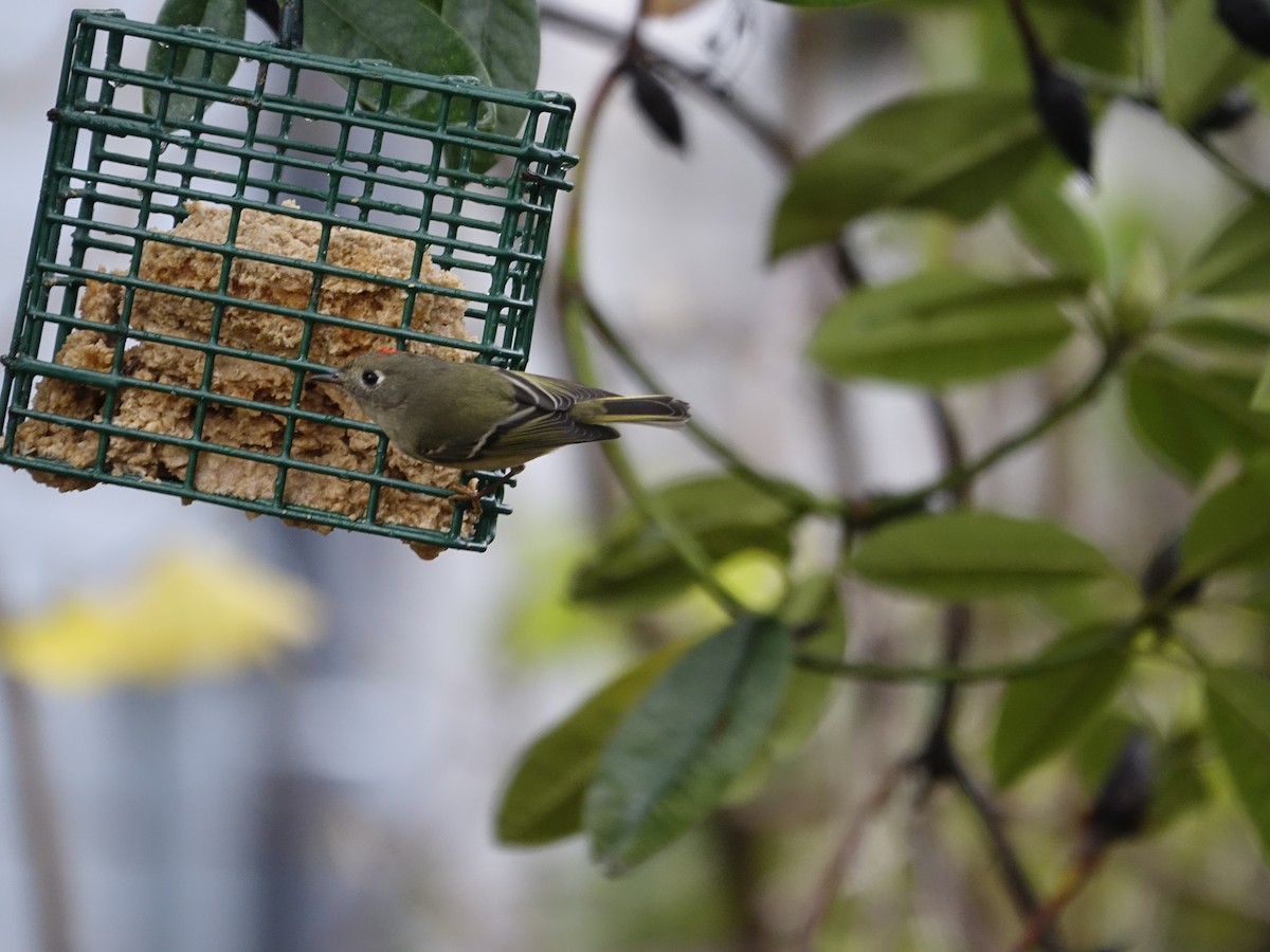Ruby-crowned Kinglet - ML645660185