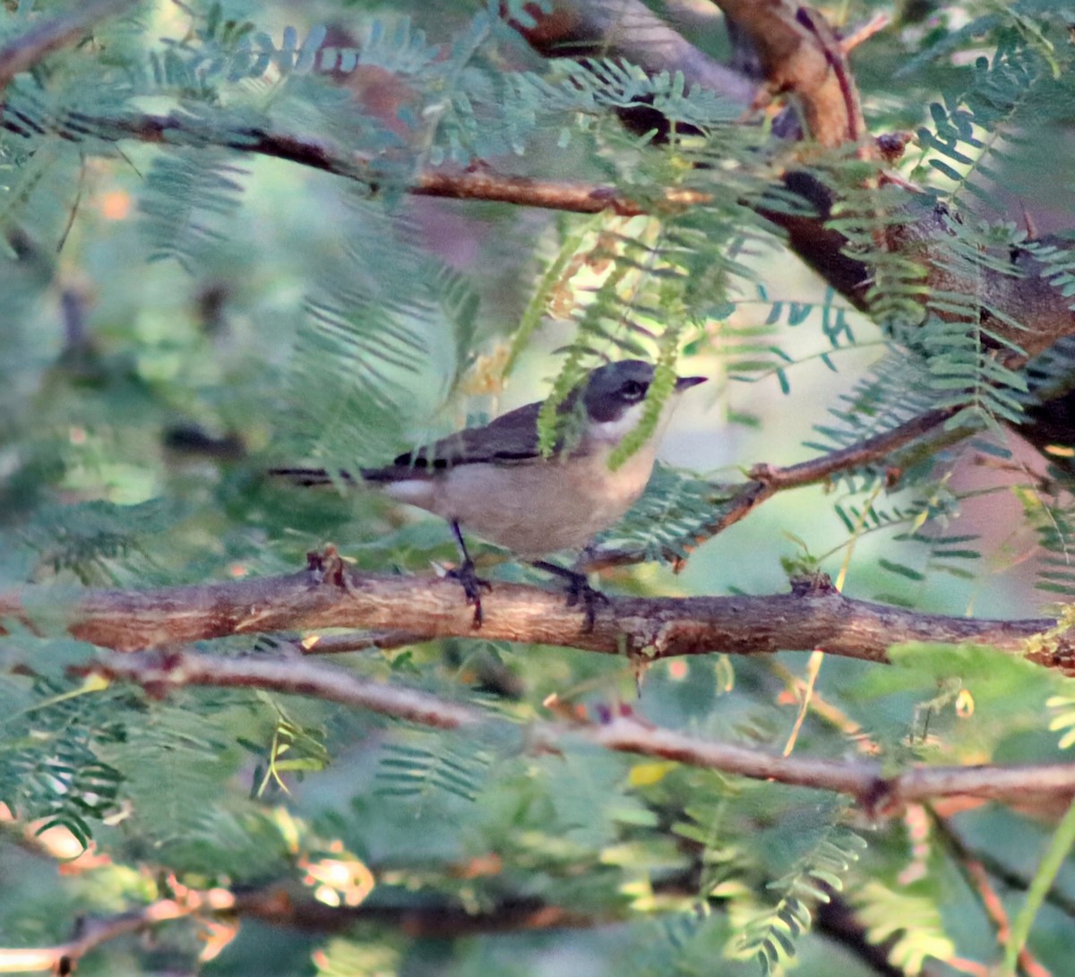 Lesser Whitethroat - ML645660186