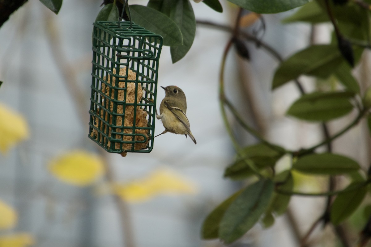 Ruby-crowned Kinglet - ML645660187