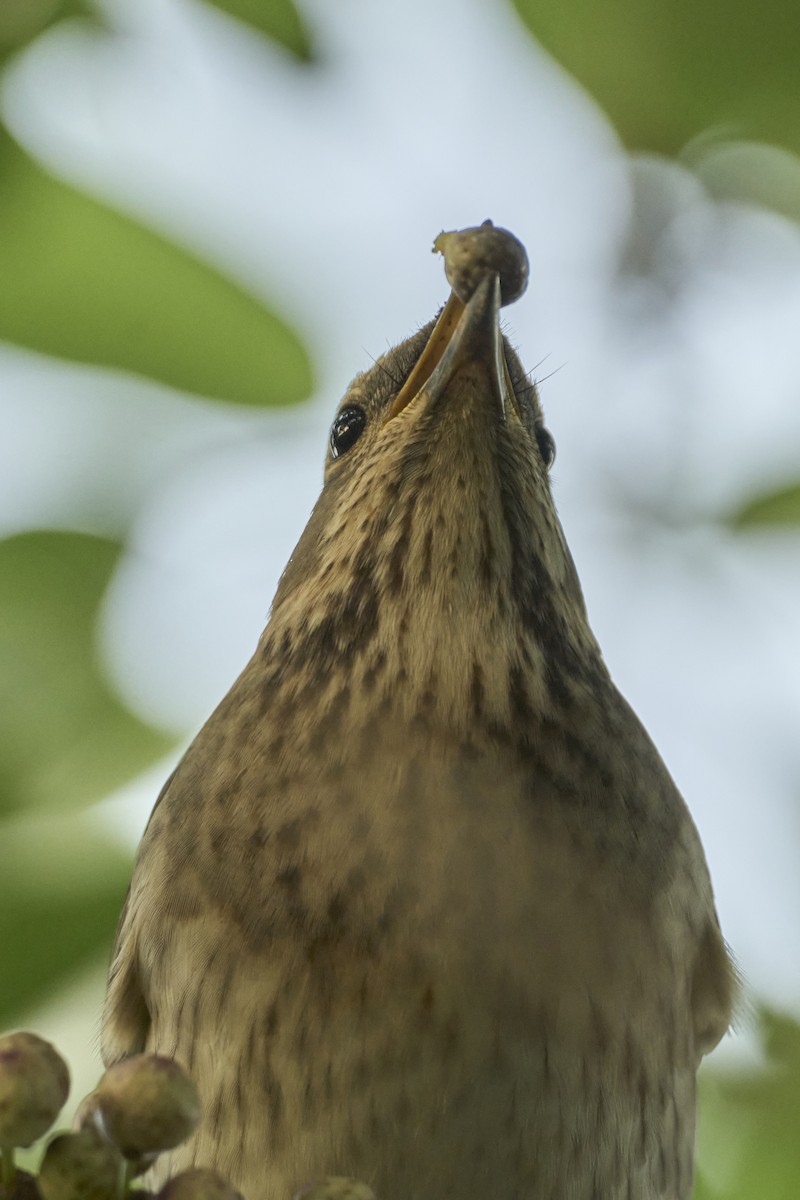Red-throated Thrush - ML645660192