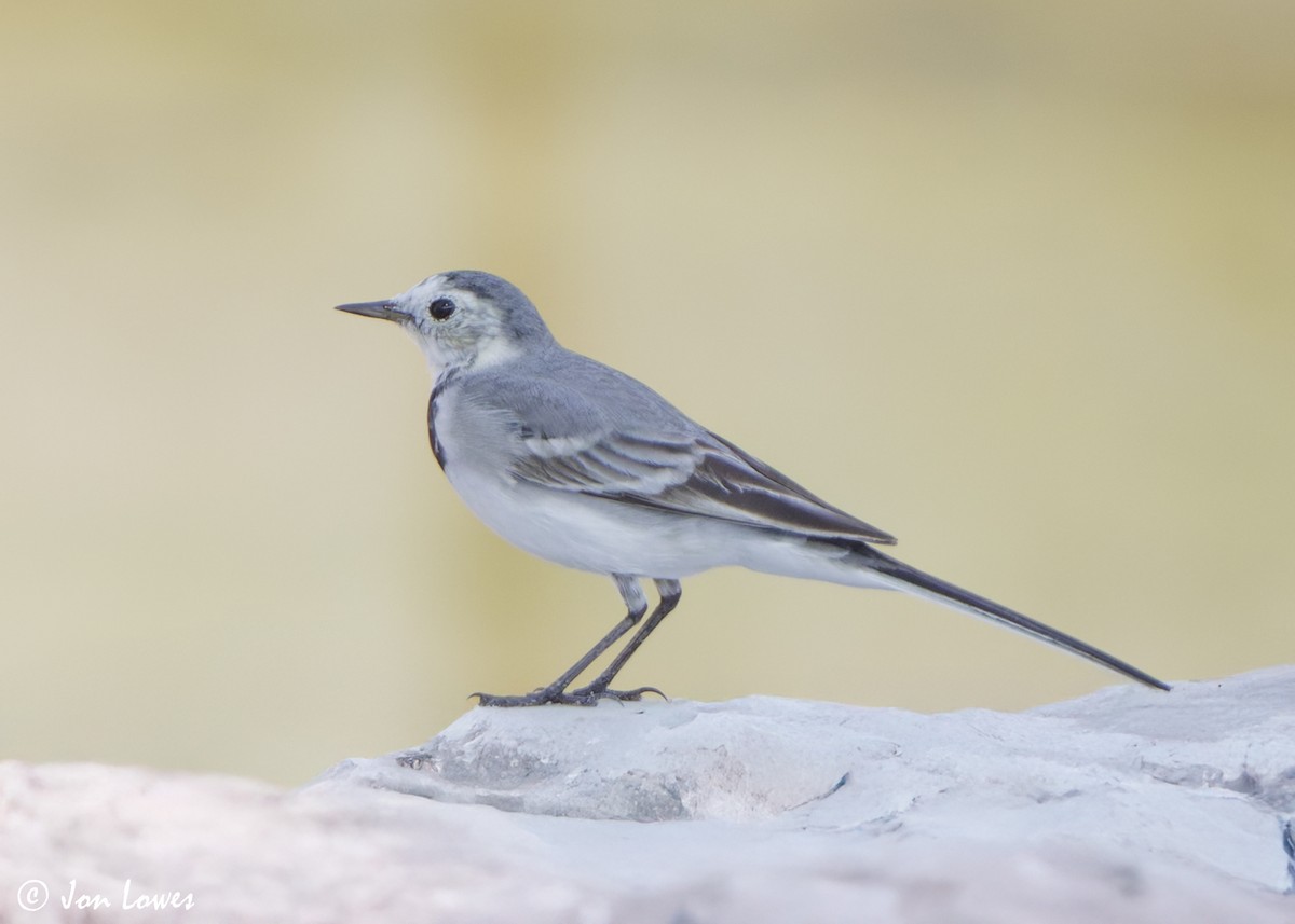White Wagtail (White-faced) - ML645660195