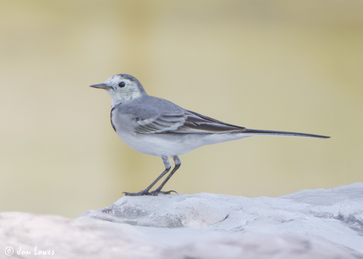 White Wagtail (White-faced) - ML645660196