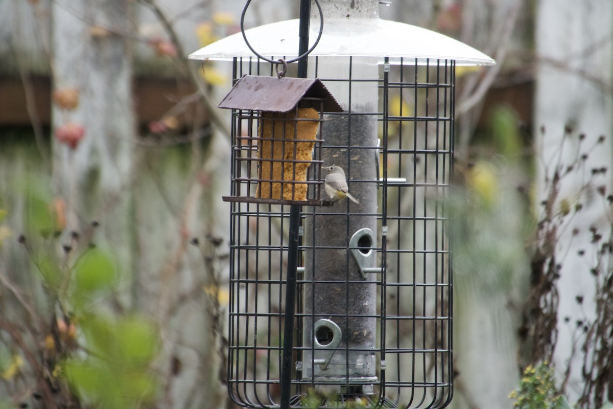 Virginia's Warbler - ML645660197