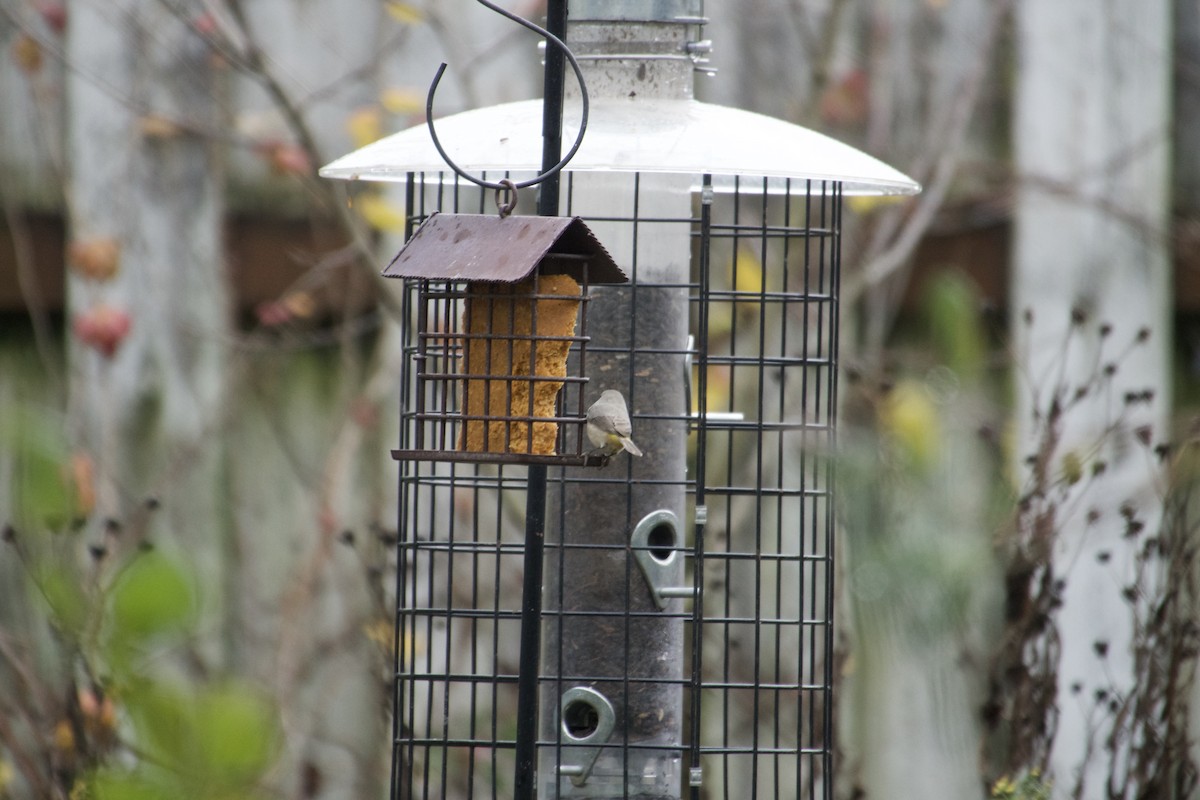 Virginia's Warbler - ML645660202