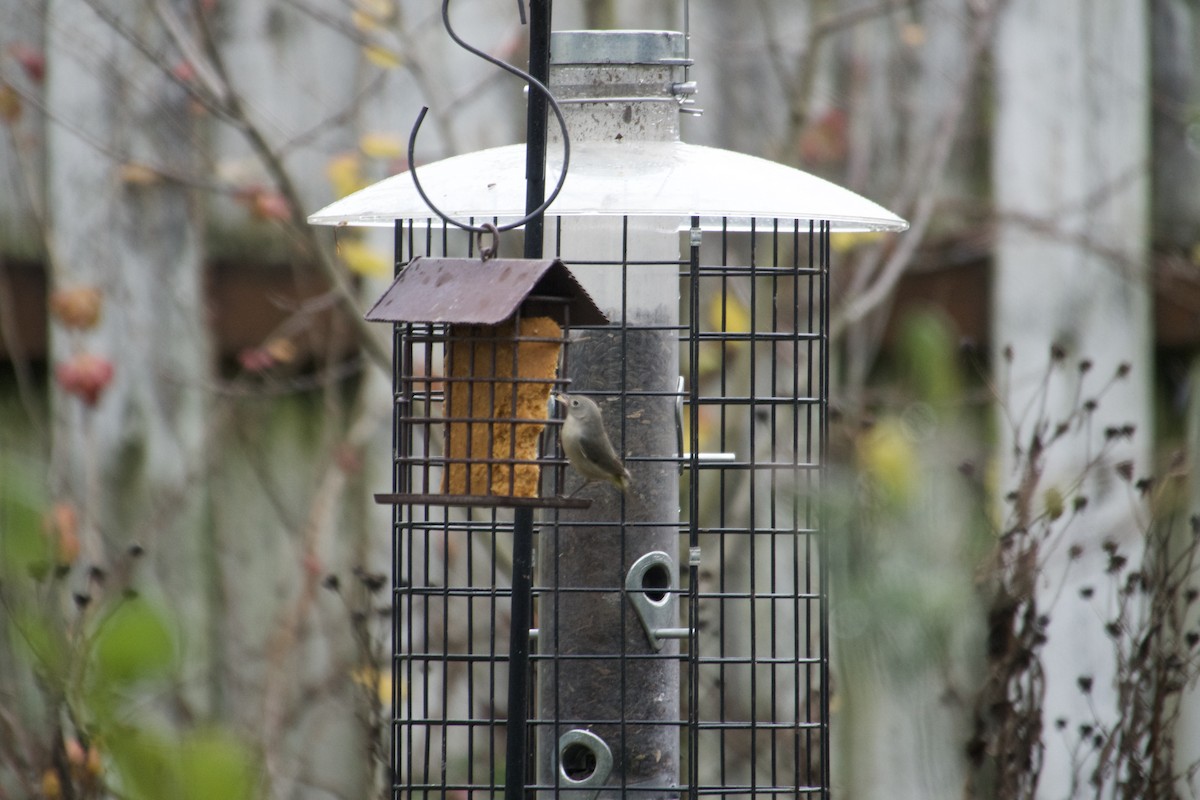 Virginia's Warbler - ML645660204