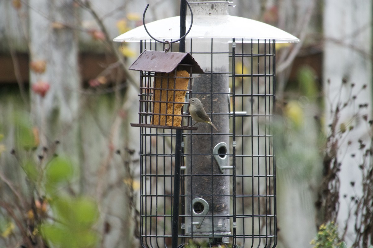 Virginia's Warbler - ML645660207