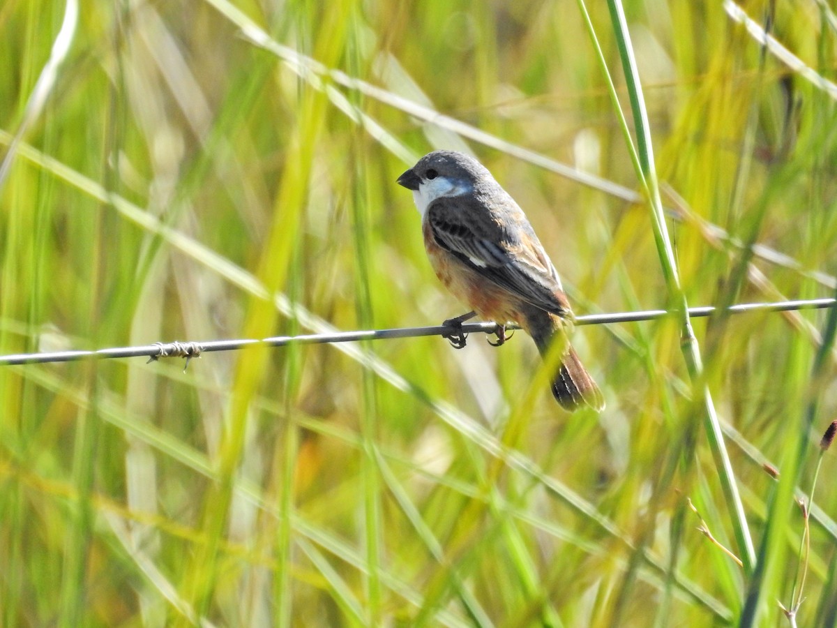 Marsh Seedeater - ML645660208