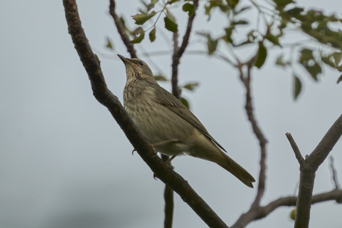 Red-throated Thrush - ML645660210