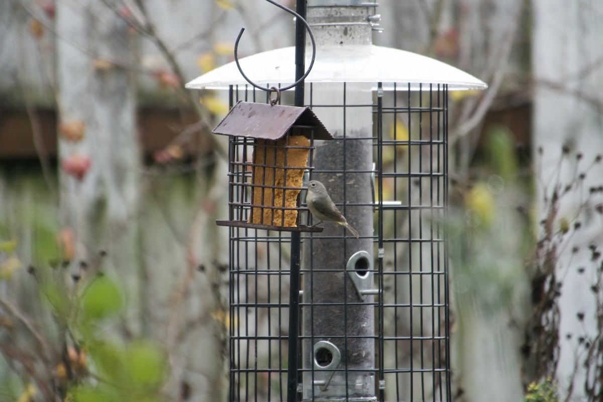 Virginia's Warbler - ML645660212