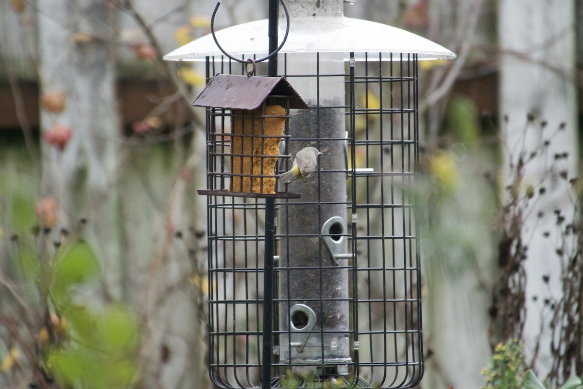 Virginia's Warbler - ML645660214