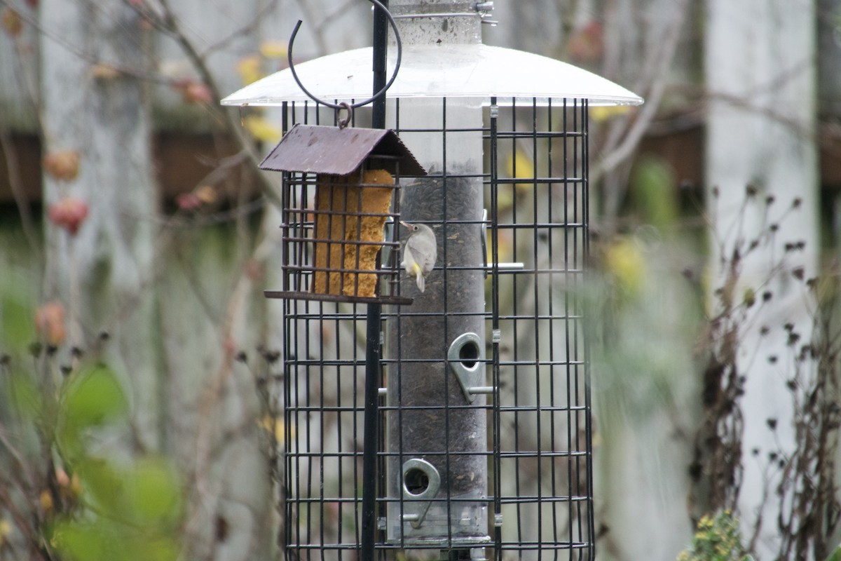 Virginia's Warbler - ML645660217