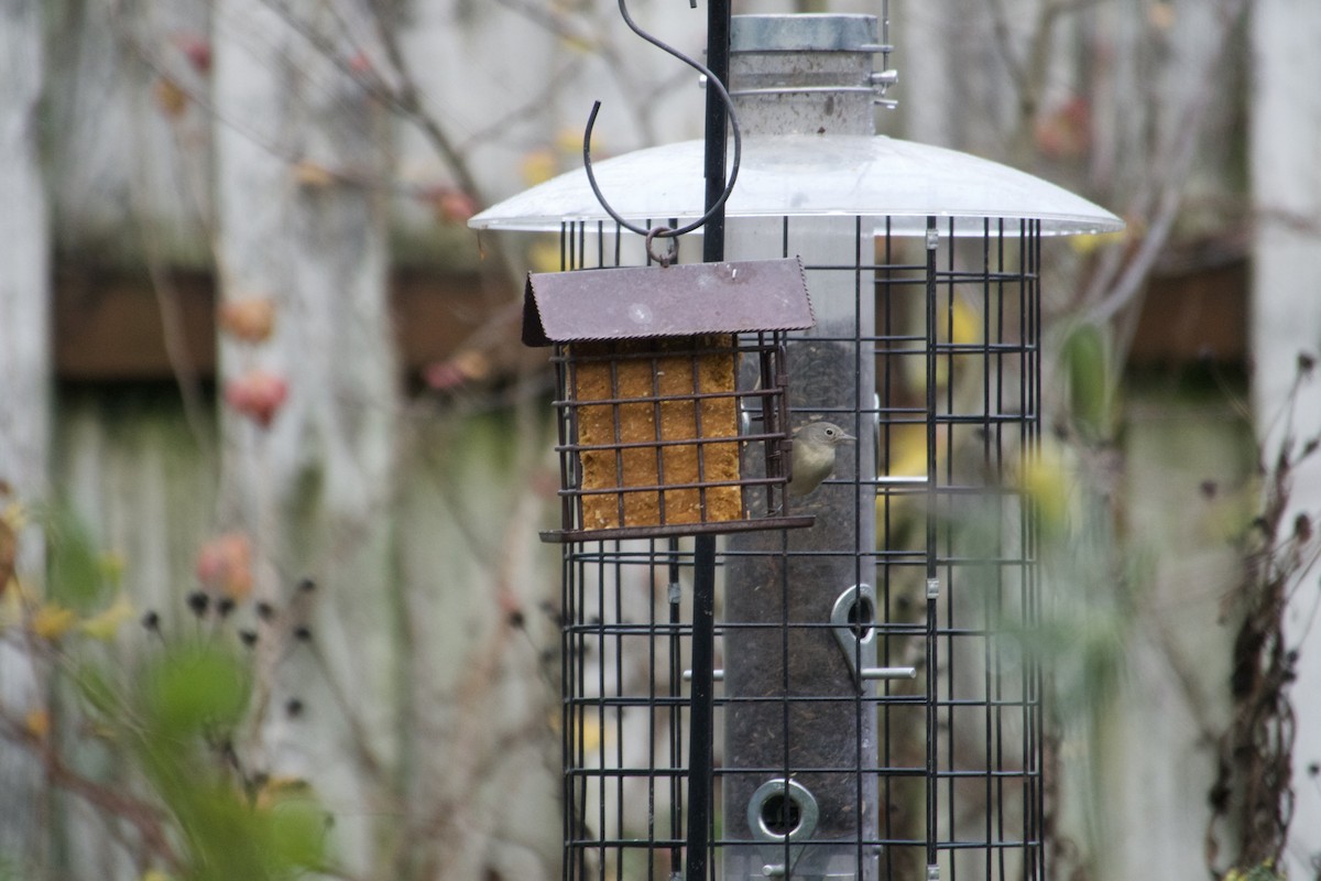 Virginia's Warbler - ML645660224