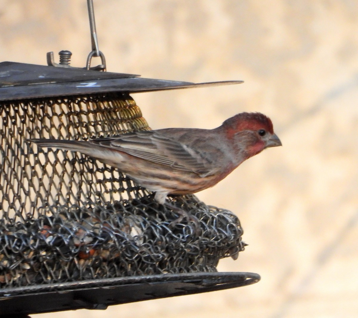 hýl rudoprsý - ML645660226