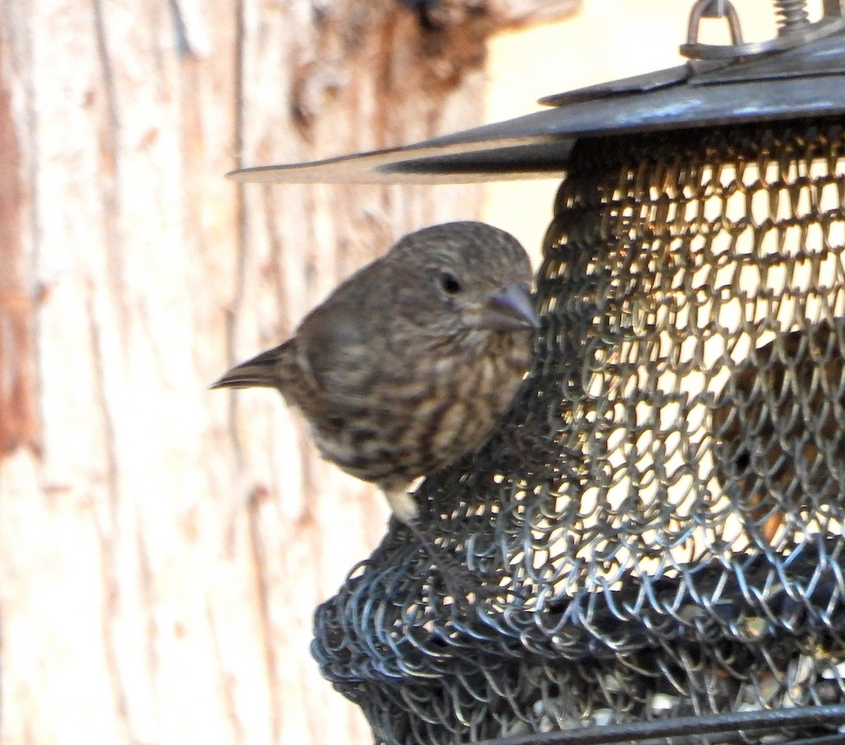 hýl rudoprsý - ML645660227