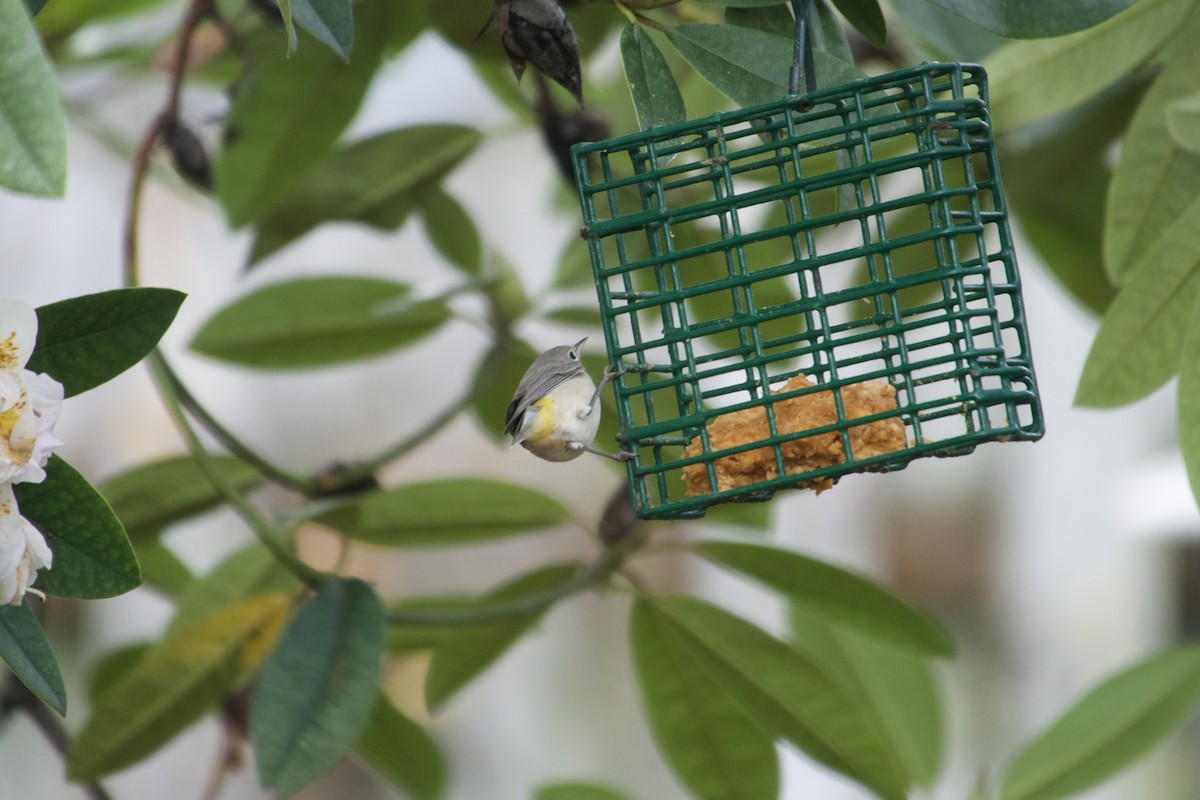 Virginia's Warbler - ML645660228