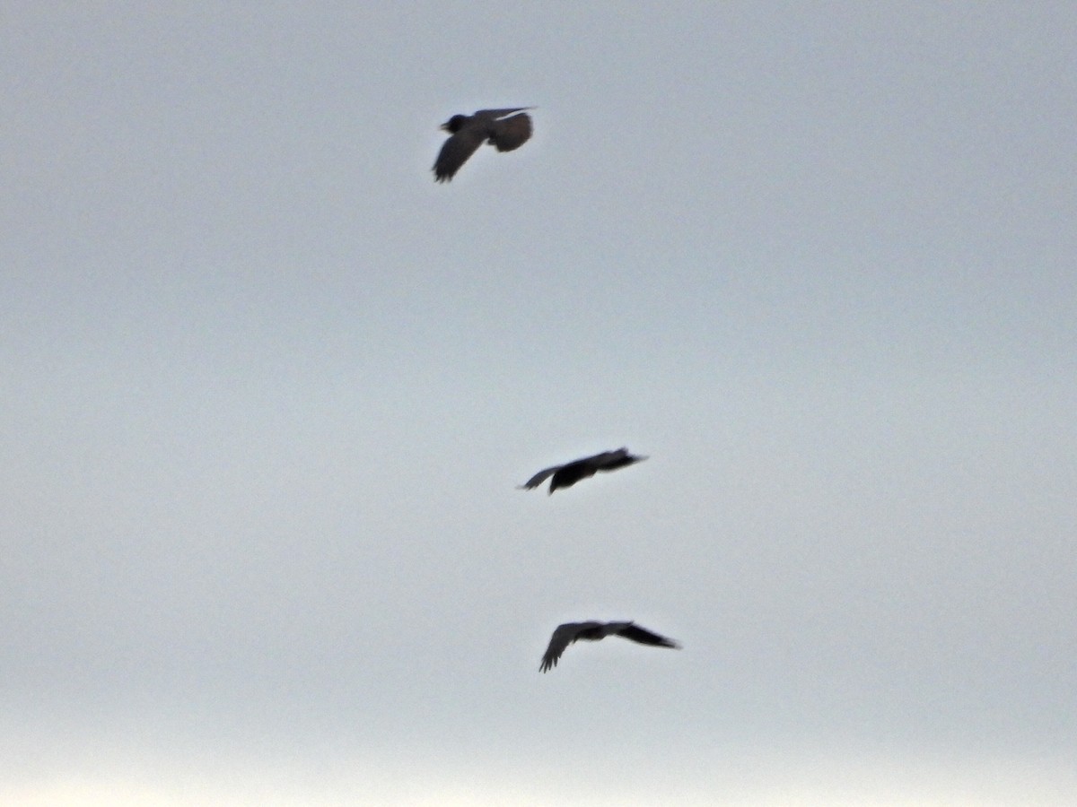 עורב שחור - ML645660234