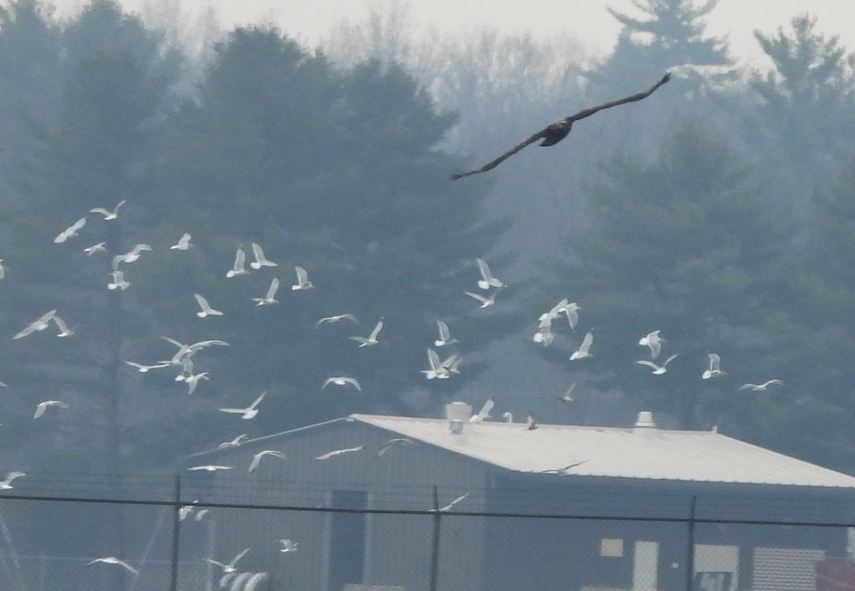 Bald Eagle - ML645660235